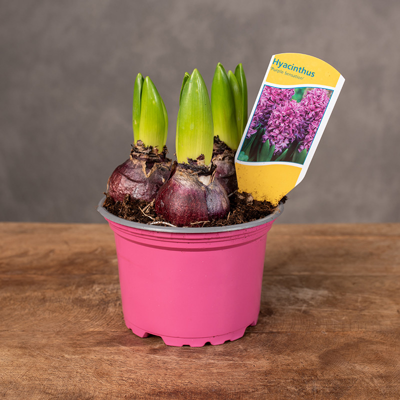 Hiacynt fioletowy
