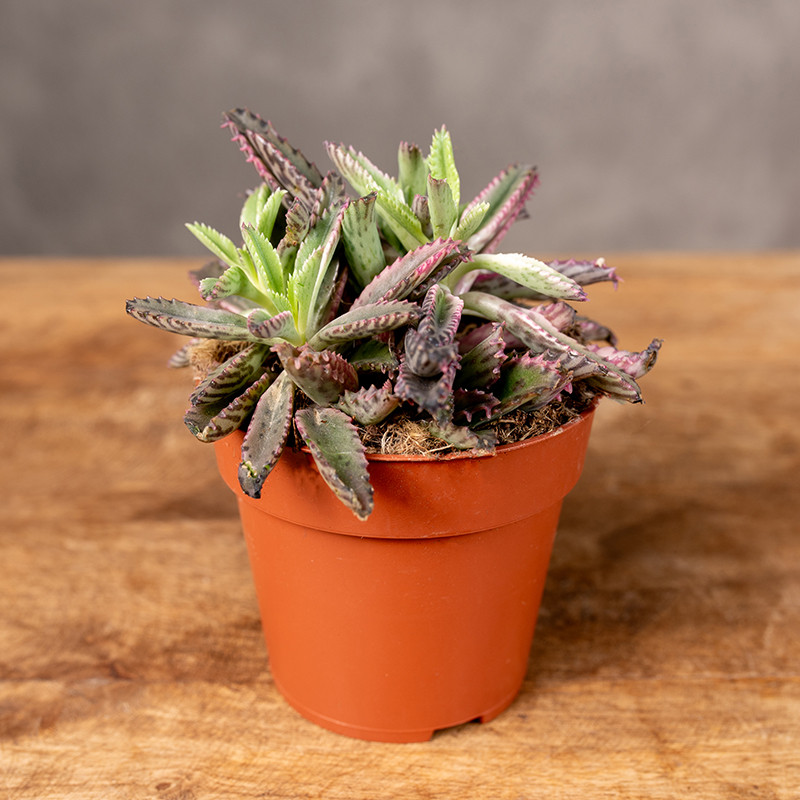 Żyworódka wąskolistna 'Pink...