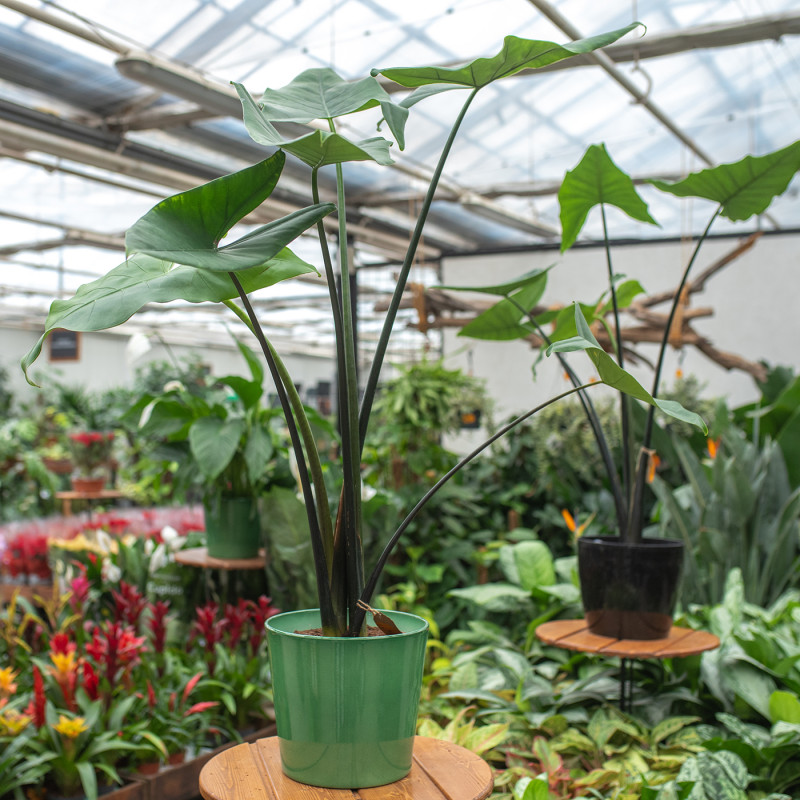 Alokazja 'Black Zebrina' | XXL