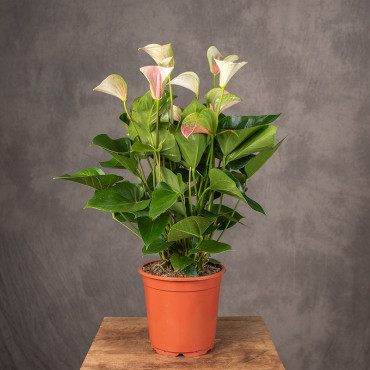 Anturium 'Fantasy Love' | Duże