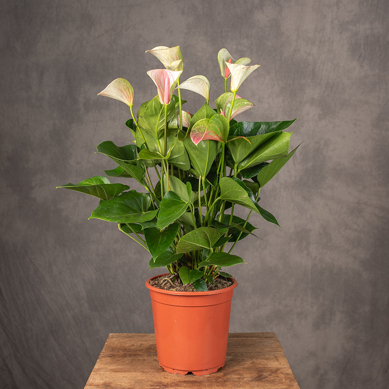 Anturium 'Fantasy Love' | Duże