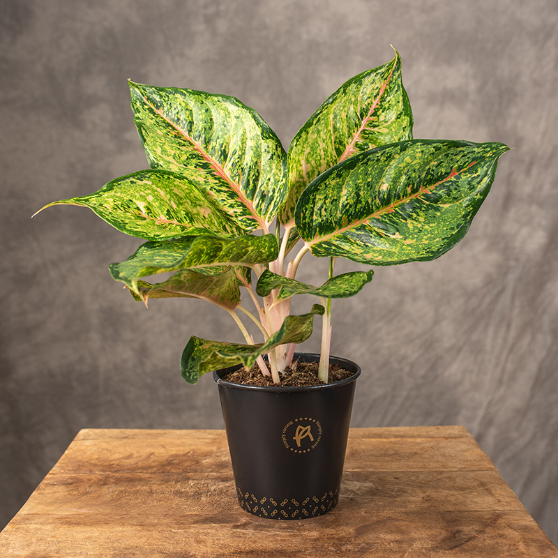 Aglonema 'Pistachio Pink' |...