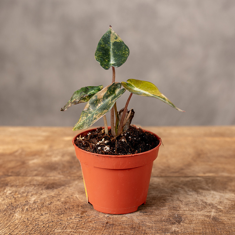 Alokazja 'Bambino Aurea' |...