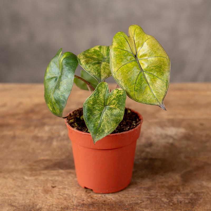 Alokazja 'Yucatan Princess...