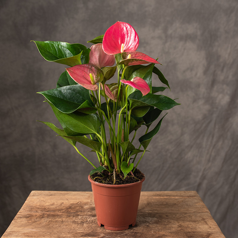 Anturium Różowe | Małe