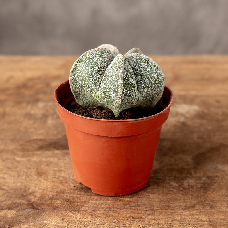 Astrophytum myriostigma |...