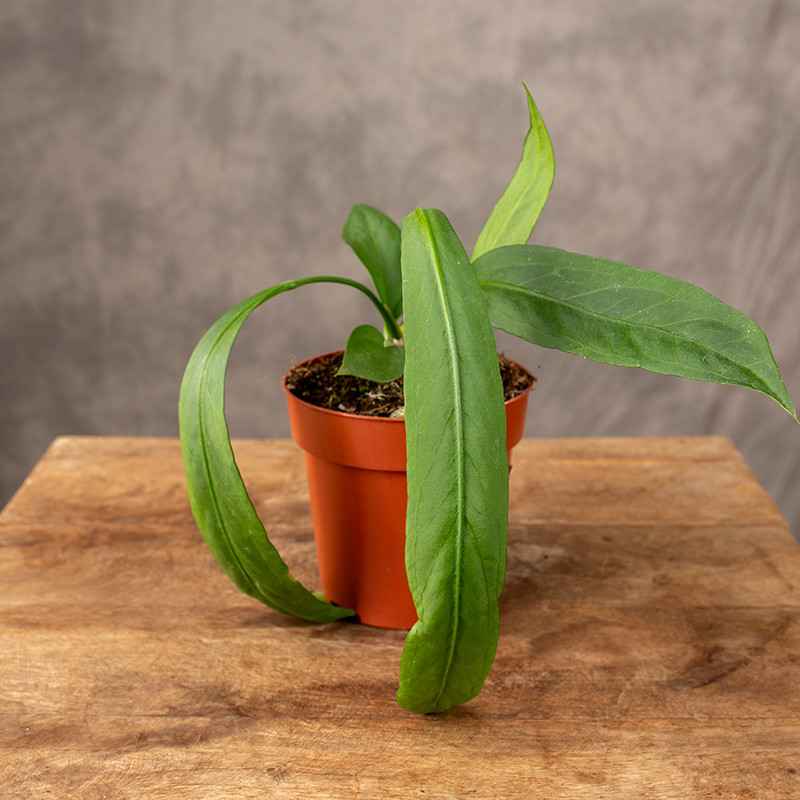 Anturium Vittarifolium | Małe