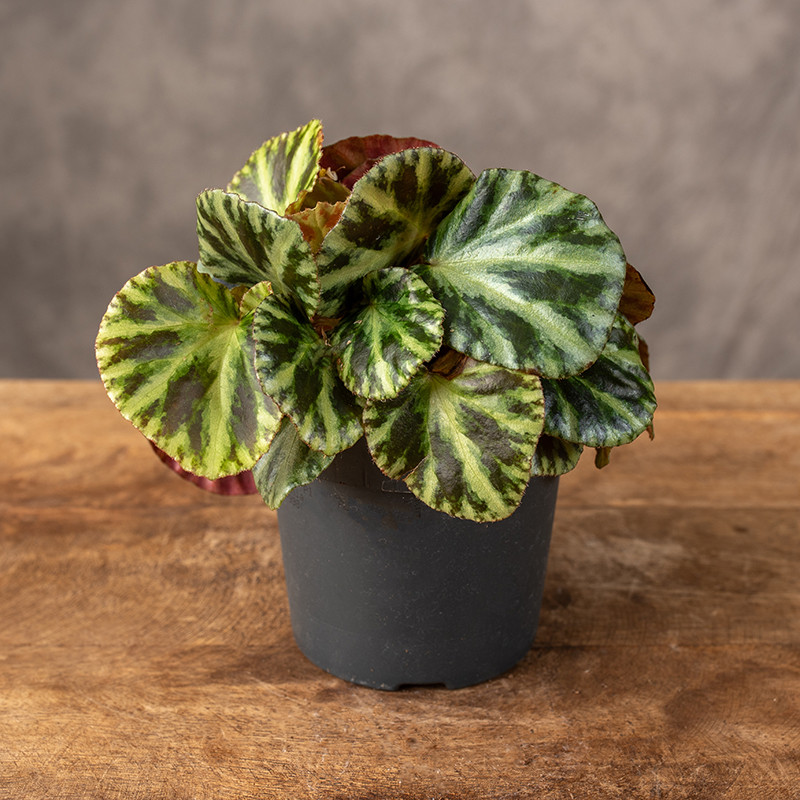 Begonia 'Gironella Safari...