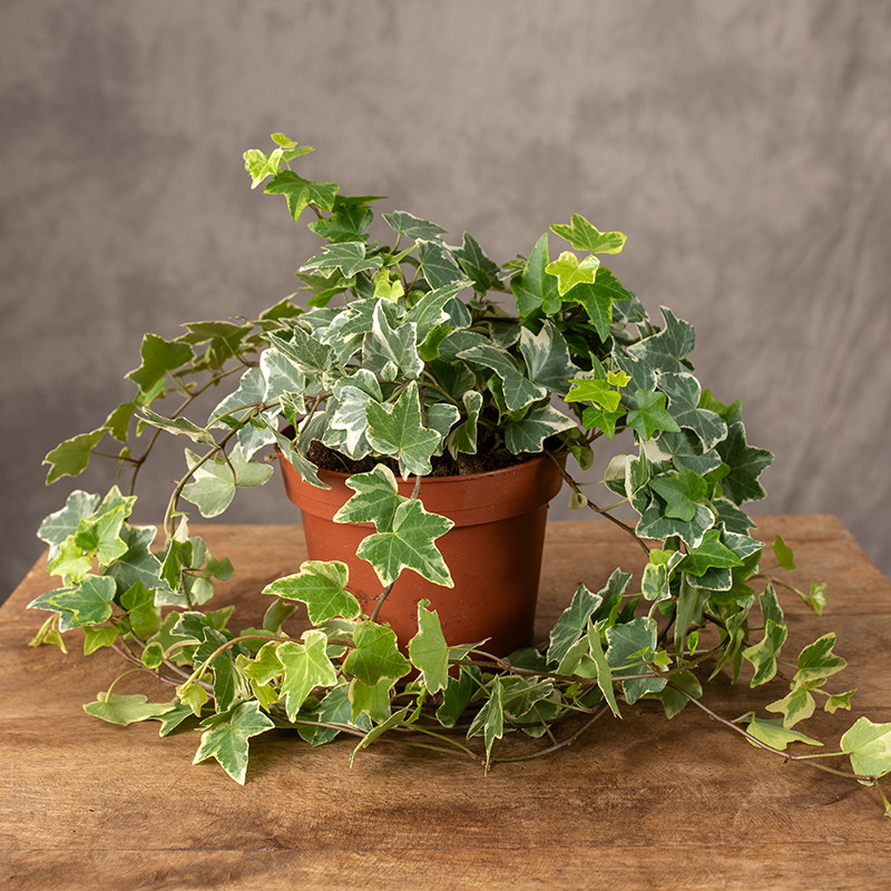 Bluszcz Hedera helix 'Eva'...