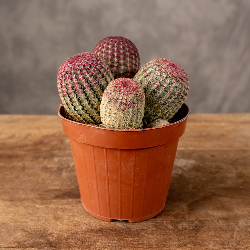 Echinocereus pectinatus...