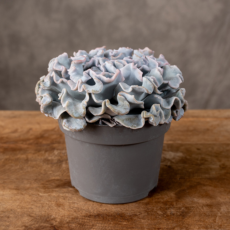 Eszeweria 'Crispy Beauty'