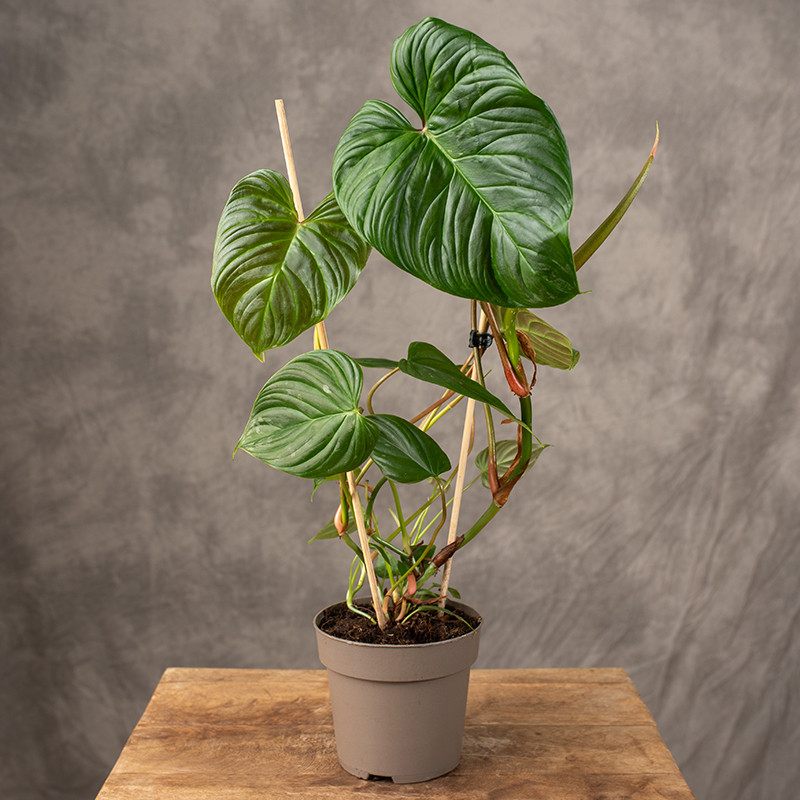 Filodendron 'Majestic'