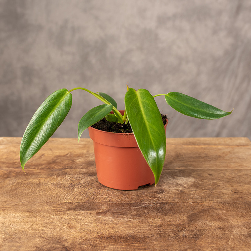 Filodendron 'Patriciae'