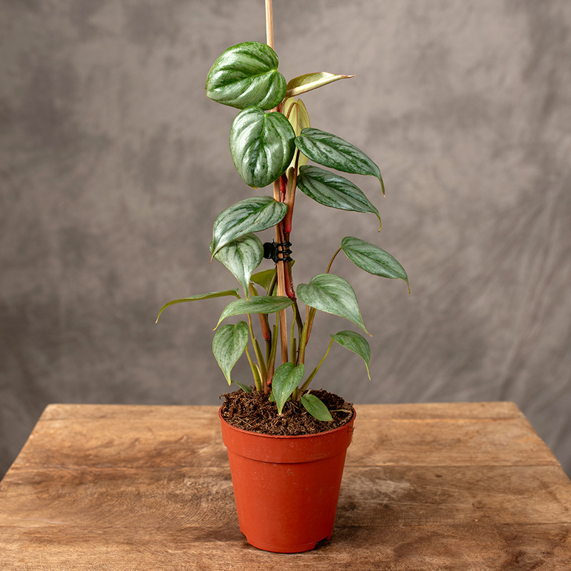 Filodendron 'Sodiroi' | Mały