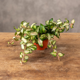 Hoya lacunosa 'Bruno Tricolor' | Tomaszewski
