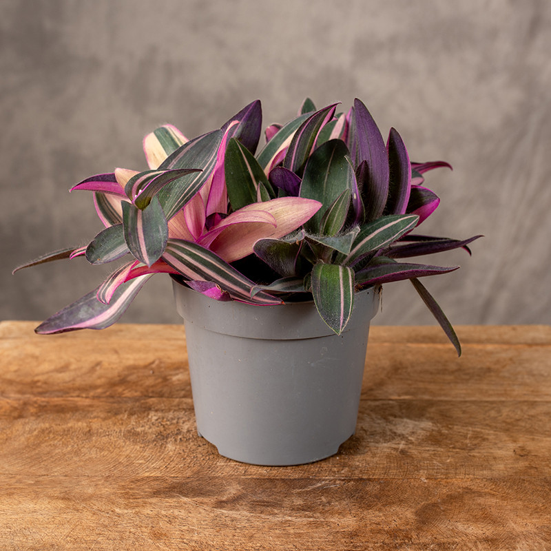 Trzykrotka 'Pink Stripe'