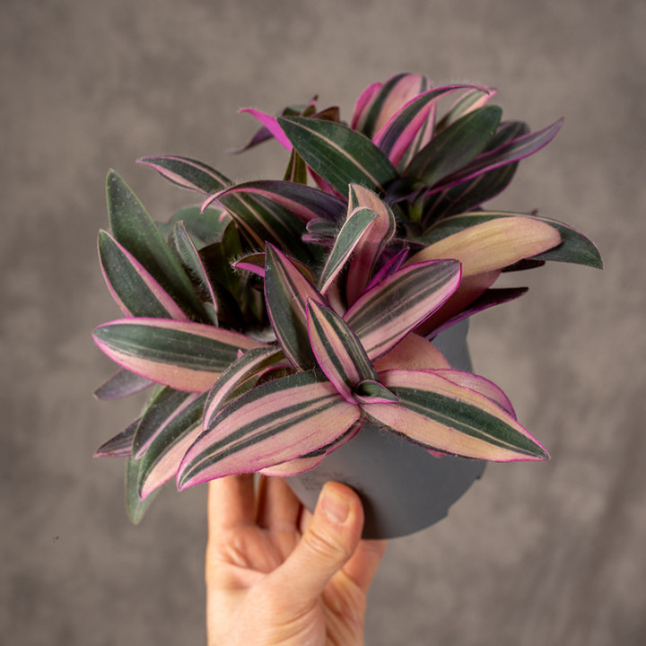 Trzykrotka 'Pink Stripe' | Tomaszewski
