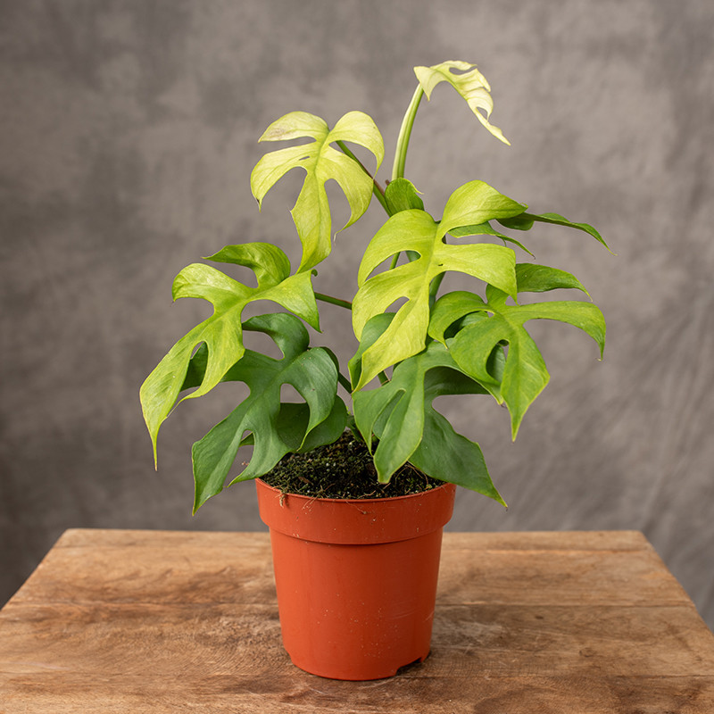 Rhaphidophora tetrasperma...