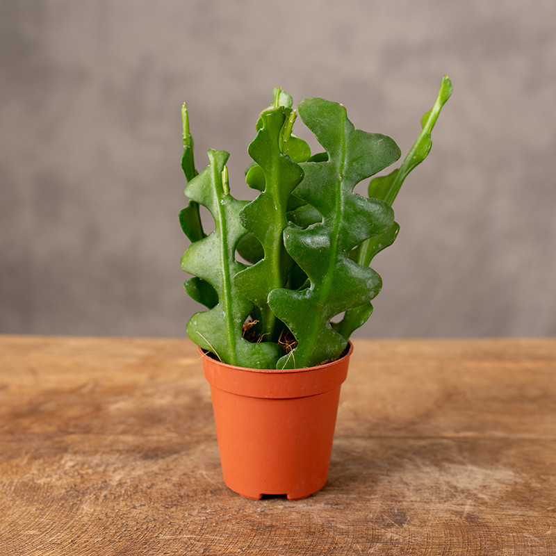 Kaktus zygzak Epifyllum | Mini