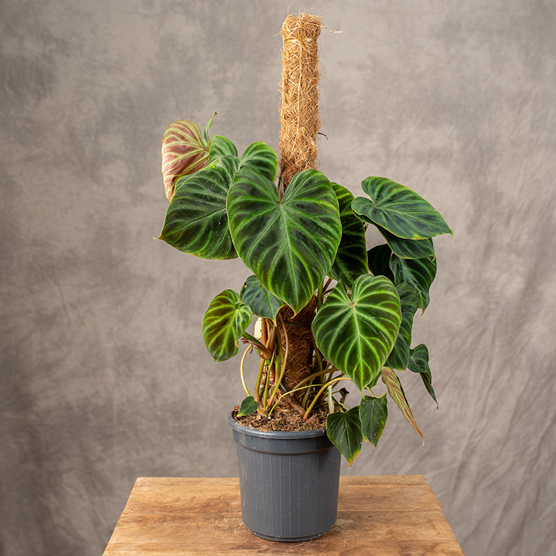 Filodendron verrucosum | Na...