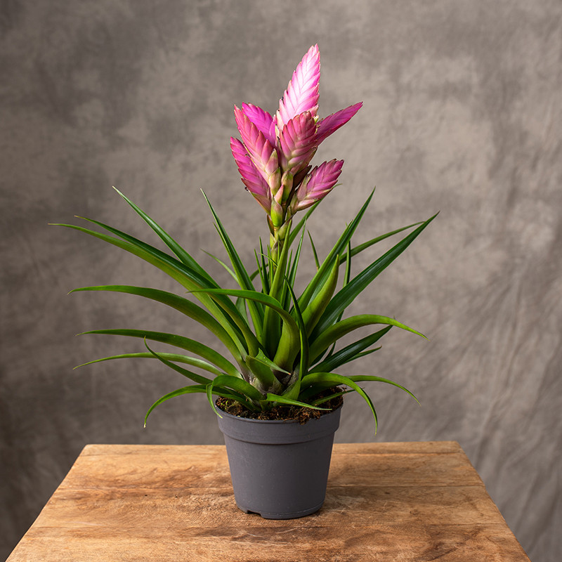 Oplątwa 'Amira' | Tillandsia