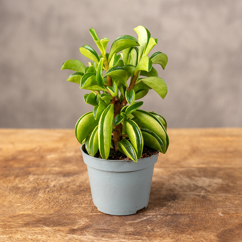 Peperomia 'Fire Sparks' | Mini