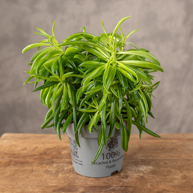 Peperomia 'Nevada' | Mała