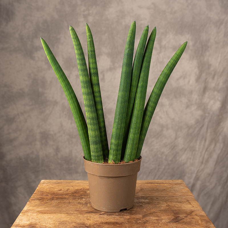 Sansewieria cylindryczna 'Fan'