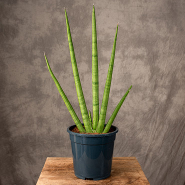 Sansewieria cylindryczna 'Handshake' | Duża