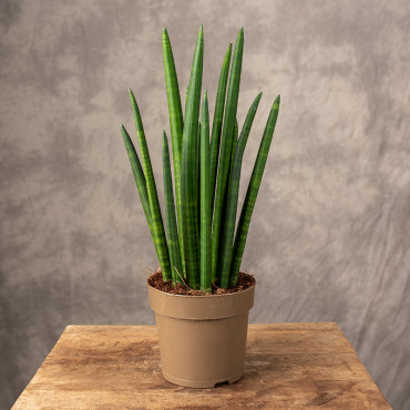 Sansewieria cylindryczna 'Rocket'