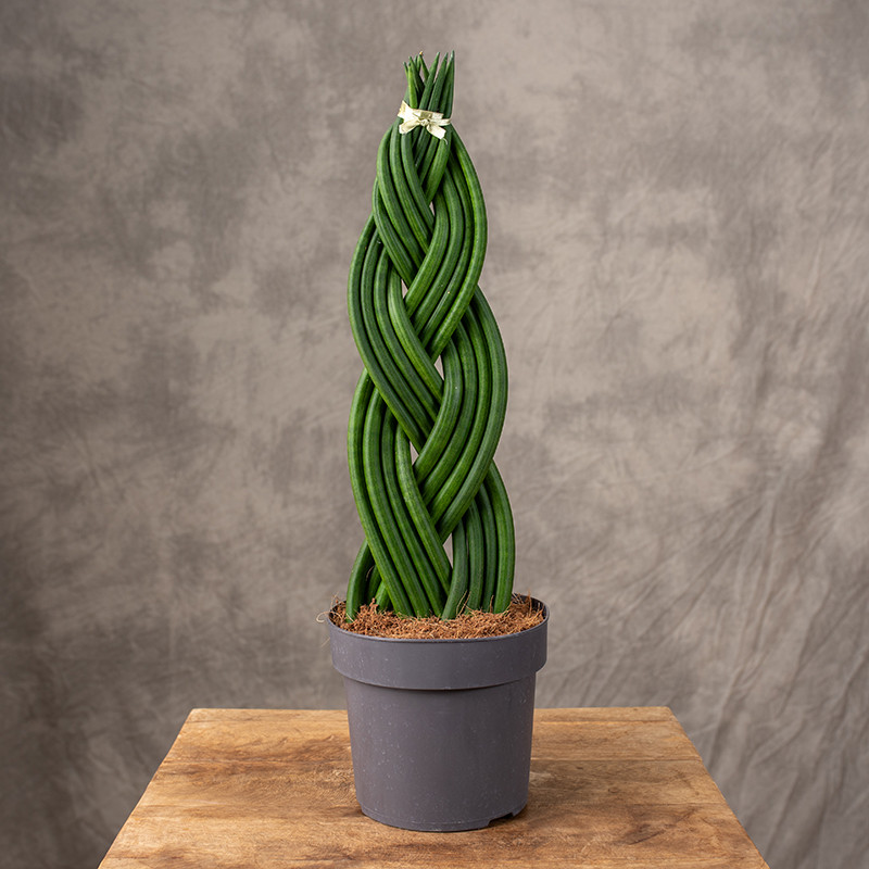 Sansewieria cylindryczna...