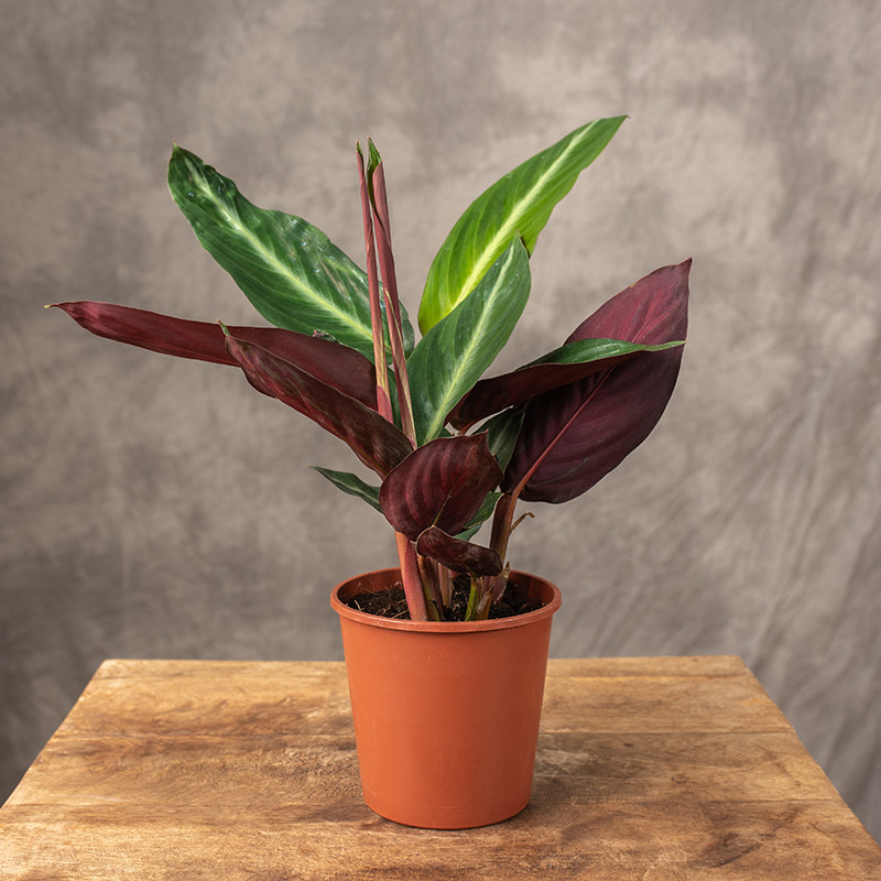 Stromante sanguinea...