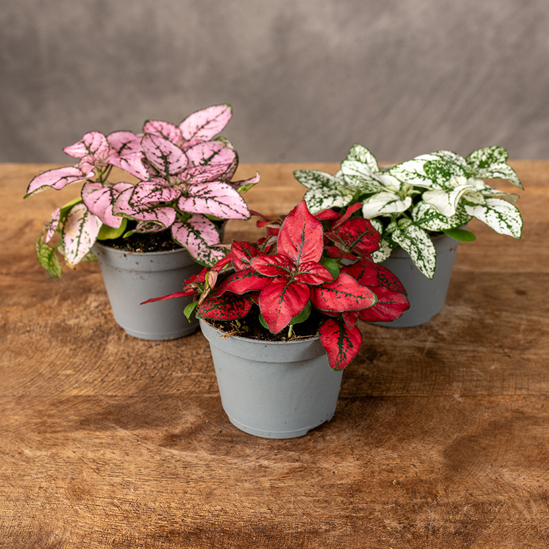 Hypoestes MIX | Mini