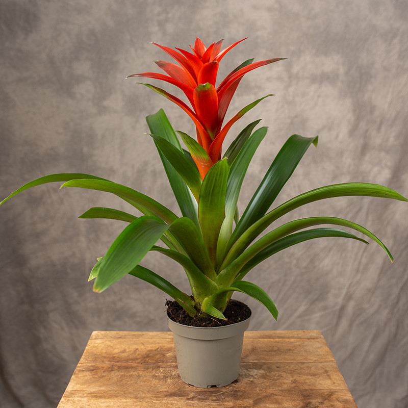 Guzmania 'Amoretto'