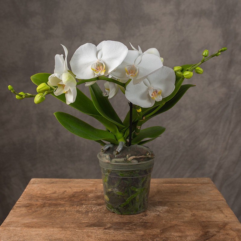 Storczyk niski | Biały