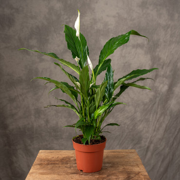 Skrzydłokwiat 'Sweet Curiosa'