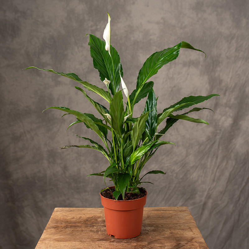 Skrzydłokwiat 'Sweet Curiosa'