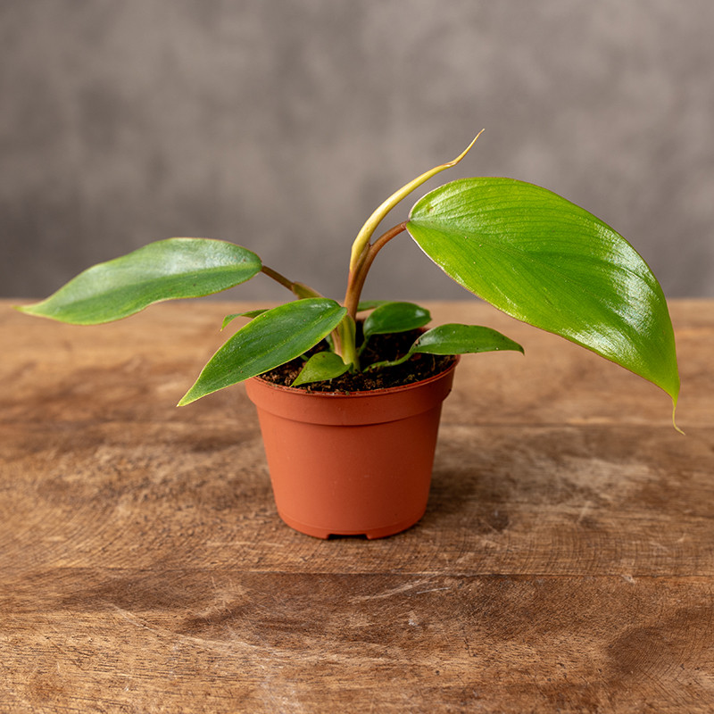 Filodendron 'Spiritus-sancti'