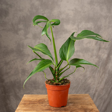 Monstera 'Burle Marx Flame'