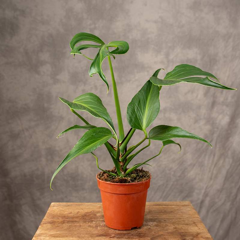 Monstera 'Burle Marx Flame'