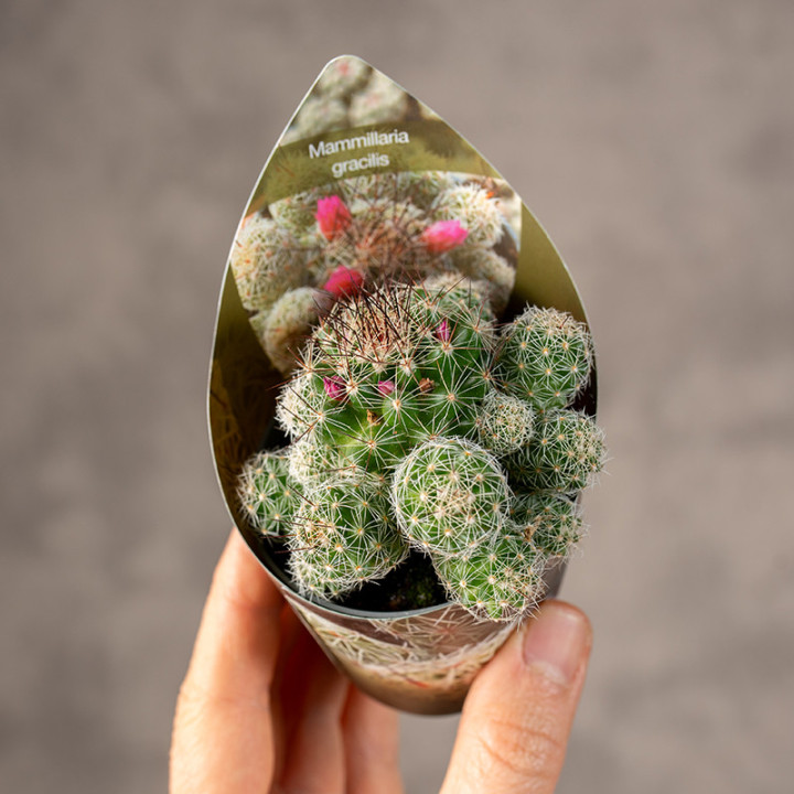 Kaktus Mammillaria gracilis | Tomaszewski