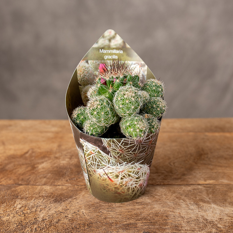 Kaktus Mammillaria gracilis...