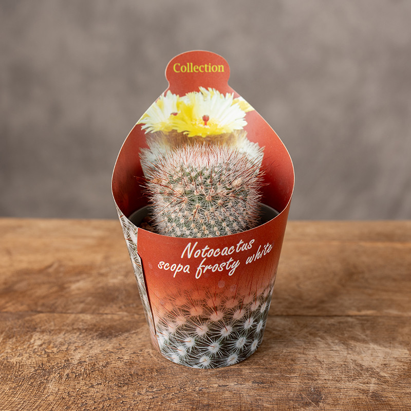 Kaktus Parodia | Mini