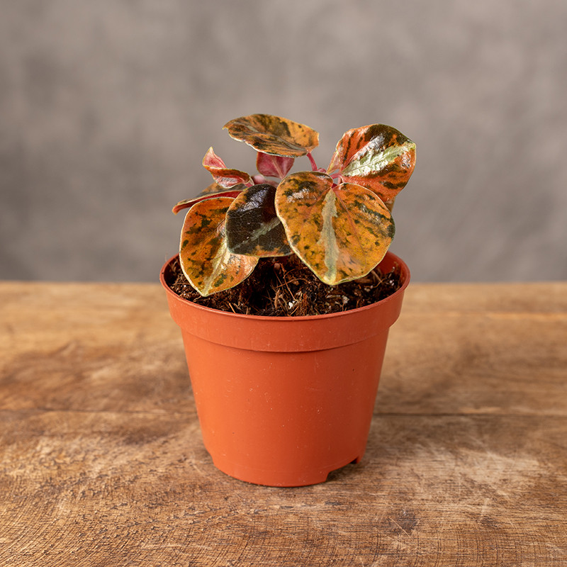 Peperomia 'Crème Brûlée'