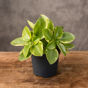 Peperomia 'Pixie Lime' Variegata