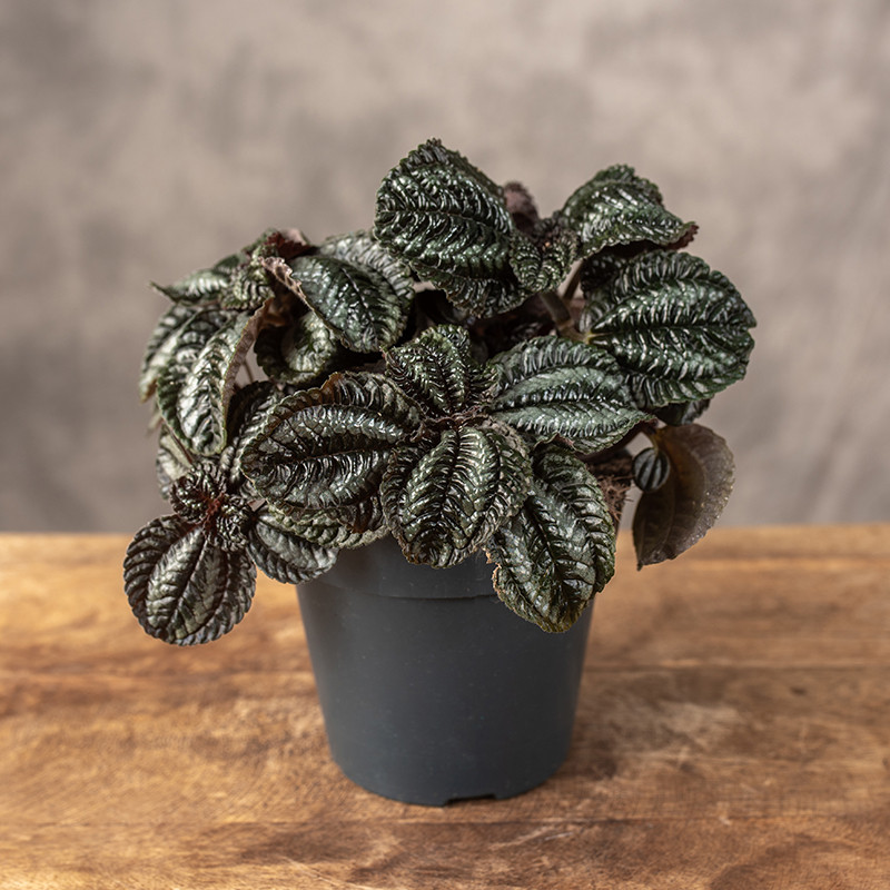 Pilea 'Norfolk' | Mała