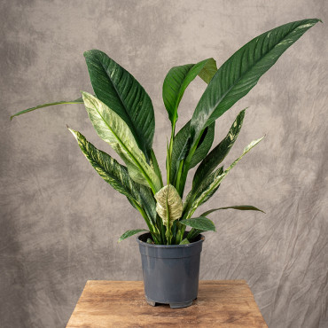 Skrzydłokwiat 'Sensation' Variegata