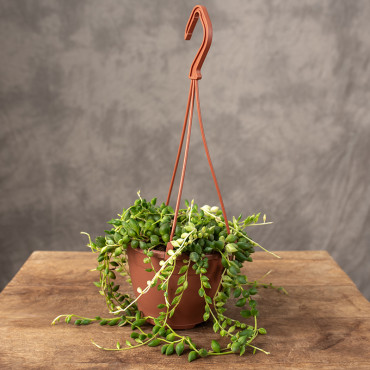 Senecio herreianus 'Variegata' | Wiszące