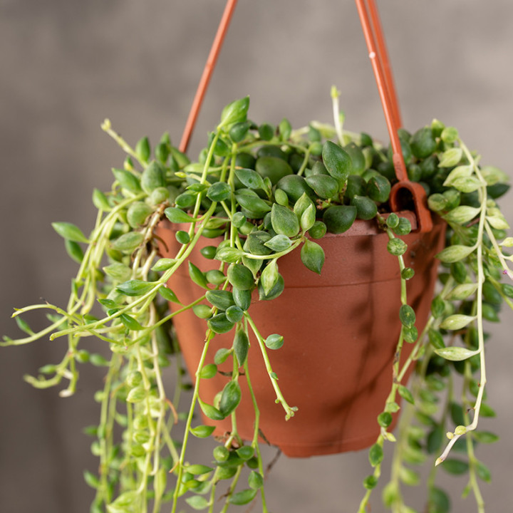Senecio herreianus 'Variegata' | Tomaszewski