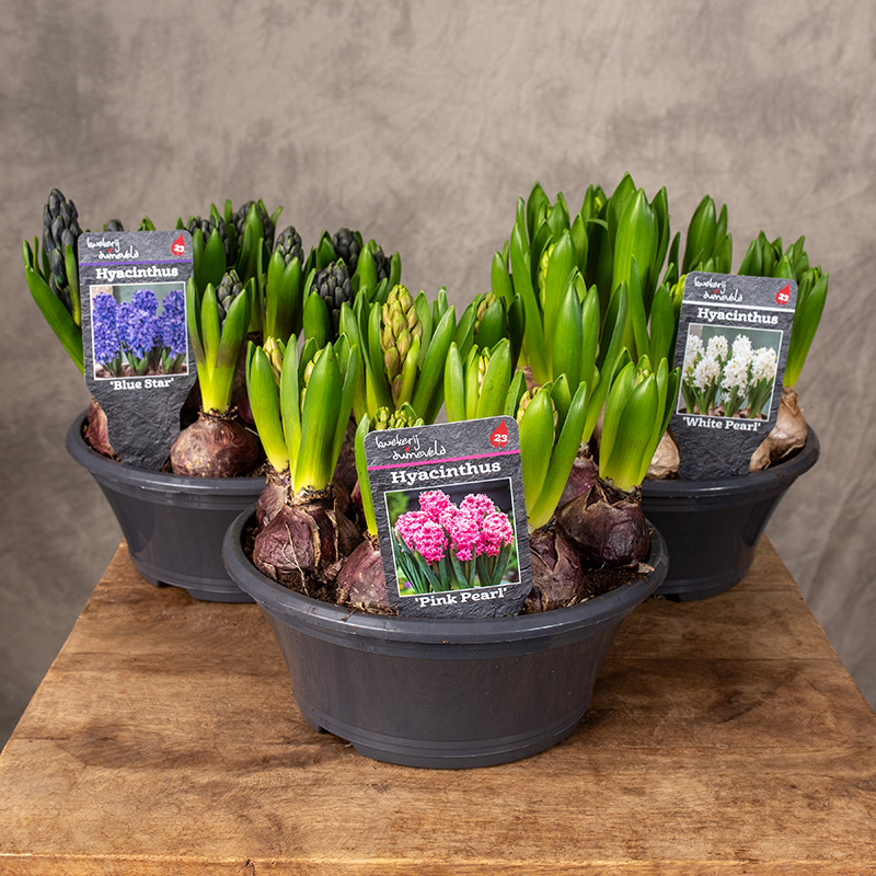 Hiacynt MIX kolorów | W misie